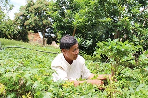 Lợi kép trồng cây dược liệu dưới tán cây ăn quả