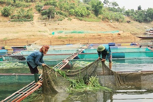 Phát triển HTX thủy sản theo hướng bền vững    