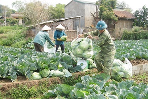 Đảng bộ Chiềng Sàng:  Lãnh đạo nhân dân phát triển kinh tế