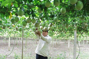 Mộc Châu: Trồng mới 202 ha cây chanh leo