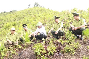 Giúp người dân sống bằng nghề rừng   