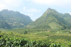 Mai Sơn chuẩn bị tổ chức công bố chỉ dẫn địa lý Cà phê Sơn La và Ngày hội Cà phê Mai Sơn năm 2017