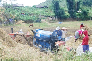Xã Đông Sang (Mộc Châu): Năng suất lúa ước đạt gần 3 tấn/ha