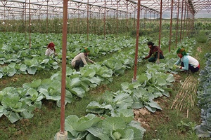 Mường La đẩy mạnh chuyển đổi cơ cấu cây trồng, vật nuôi   