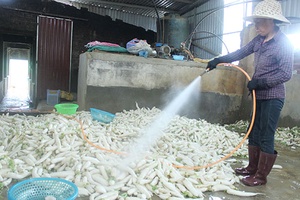 Cần hướng mở cho củ cải trắng Mộc Châu