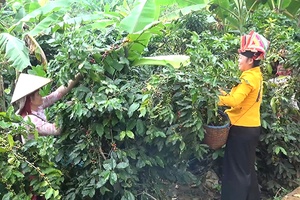 Chỗ đứng cho cà phê Sơn La phát triển bền vững