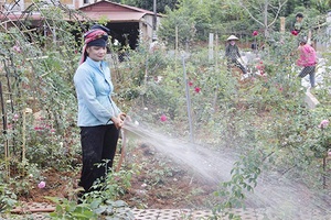 Hoa hồng ngoại ở Mai Sơn