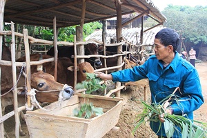 Chiềng Khoang tích cực chuyển đổi cơ cấu cây trồng, vật nuôi