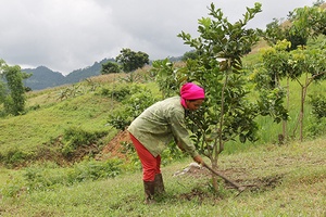 Khi cây ăn quả phủ xanh nương đồi