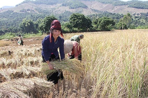 Sông Mã tập trung thu hoạch lúa mùa