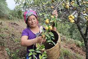 Mùa vàng sơn tra trên bản Nậm Nghiệp