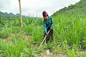 Phụ nữ xã Chiềng Ngàm giúp nhau phát triển kinh tế