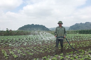 Cây vụ đông trên đồng đất Cò Nòi