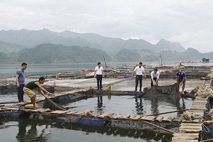 Tín dụng ưu đãi thúc đẩy phát triển nông nghiệp, nông thôn