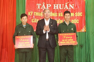 Hội Cựu Chiến binh tỉnh: Tập huấn kỹ thuật trồng và chăm sóc cây ăn quả trên đất dốc