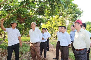 LĐLĐ tỉnh: Tổ chức cho cán bộ, nhân dân xã Hua Trai thăm vườn cây nhãn chín muộn tại Trại giống Mường Hồng
