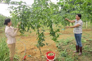 Hiệu quả từ một chủ trương   