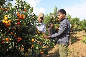 Chiềng Ban vào mùa cam