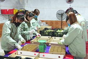 Xuất khẩu chanh leo quả tươi Sơn La sang thị trường Cộng hòa Pháp