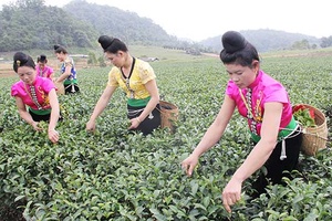 Màu xanh trên vùng đất khó