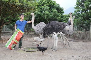 Triển vọng mô hình nuôi đà điểu ở Sông Mã