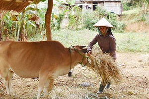 Sốp Cộp chủ động phòng, chống rét cho cây trồng, vật nuôi