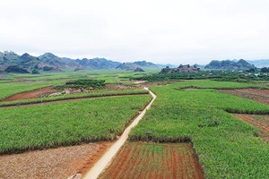 Công ty cổ phần mía đường Sơn La: Sẵn sàng vào vụ sản xuất mới