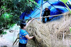 Sông Mã phòng, chống đói, rét cho đàn vật nuôi