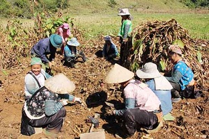 Phiêng Ban thoát nghèo nhờ chuyển đổi cây trồng