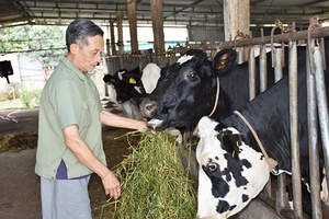 Cựu chiến binh Mộc Châu chung sức xây dựng nông thôn mới