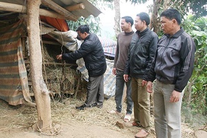 Phù Yên chủ động phòng, chống rét cho vật nuôi