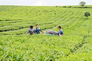 Chè Shan tuyết Mộc Châu - Khẳng định giá trị và thương hiệu