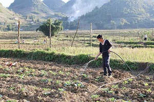 Vân Hồ: Hỗ trợ các HTX nông nghiệp phát triển