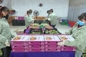 Thêm 1 tấn chanh leo được xuất khẩu sang thị trường Pháp