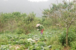 Phát triển kinh tế từ trồng cây ăn quả kết hợp rau màu   