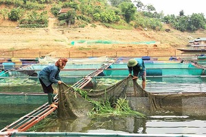 Quỳnh Nhai: Sản lượng nuôi, đánh bắt thủy sản ước đạt 1.565 tấn