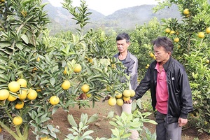 Phát triển chuỗi hoa quả an toàn đáp ứng nhu cầu thị trường