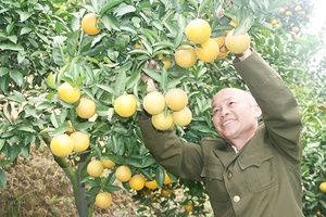 Hiệu quả  từ một chủ trương