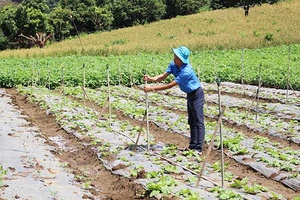 Tạo việc làm cho thanh niên nông thôn
