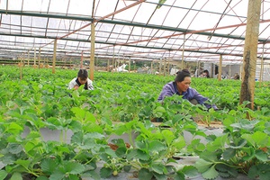 Greenfarm Mộc Châu - Sản xuất rau an toàn