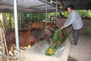 Phiêng Ban chủ động phòng chống đói, rét cho vật nuôi