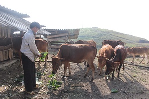 Suối Tọ phát triển chăn nuôi làm hàng hóa