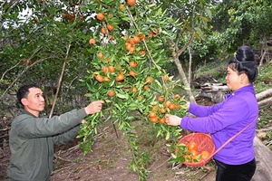 Ngọt thơm trái quýt Nậm Lạnh