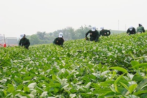 Phát triển sản xuất đi đôi với chăm lo đời sống người lao động