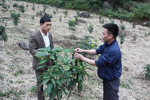 Bắc Yên chú trọng phát triển cây ăn quả