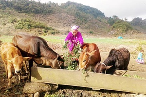 Hua Nhàn đẩy mạnh phát triển chăn nuôi đại gia súc