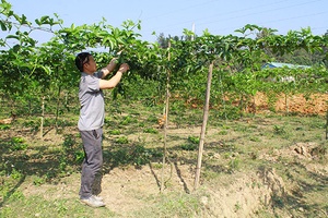 Khởi sắc nông nghiệp, nông thôn Thuận Châu