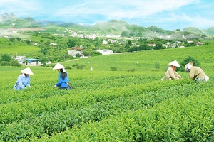 Vinatea Mộc Châu: Thành công từ sản xuất chè “Xanh - sạch - ngon - lành”