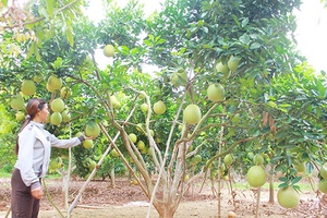 Nông dân Mường Sang thi đua sản xuất, kinh doanh giỏi