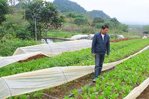 Mộc Châu có 36 HTX nông nghiệp